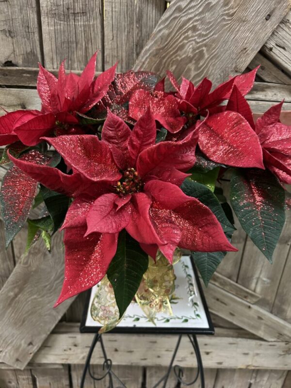 Red Sparkle Poinsettia