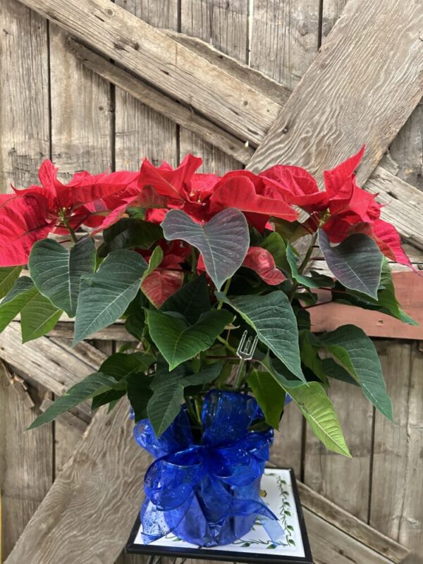 Red Poinsettia NO sparkles